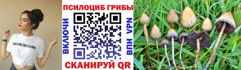 где продают   Берёзовка  Галлюциногенные грибы мицелий 